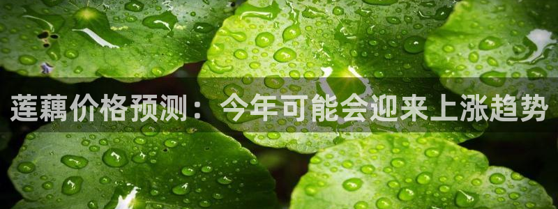星欧娱乐平台官网：莲藕价格预测：今年可能会迎来上涨趋势